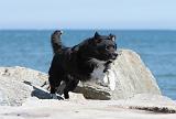 BORDER COLLIE 1590